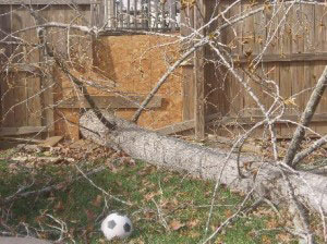 before-fence-repair-services.jpg